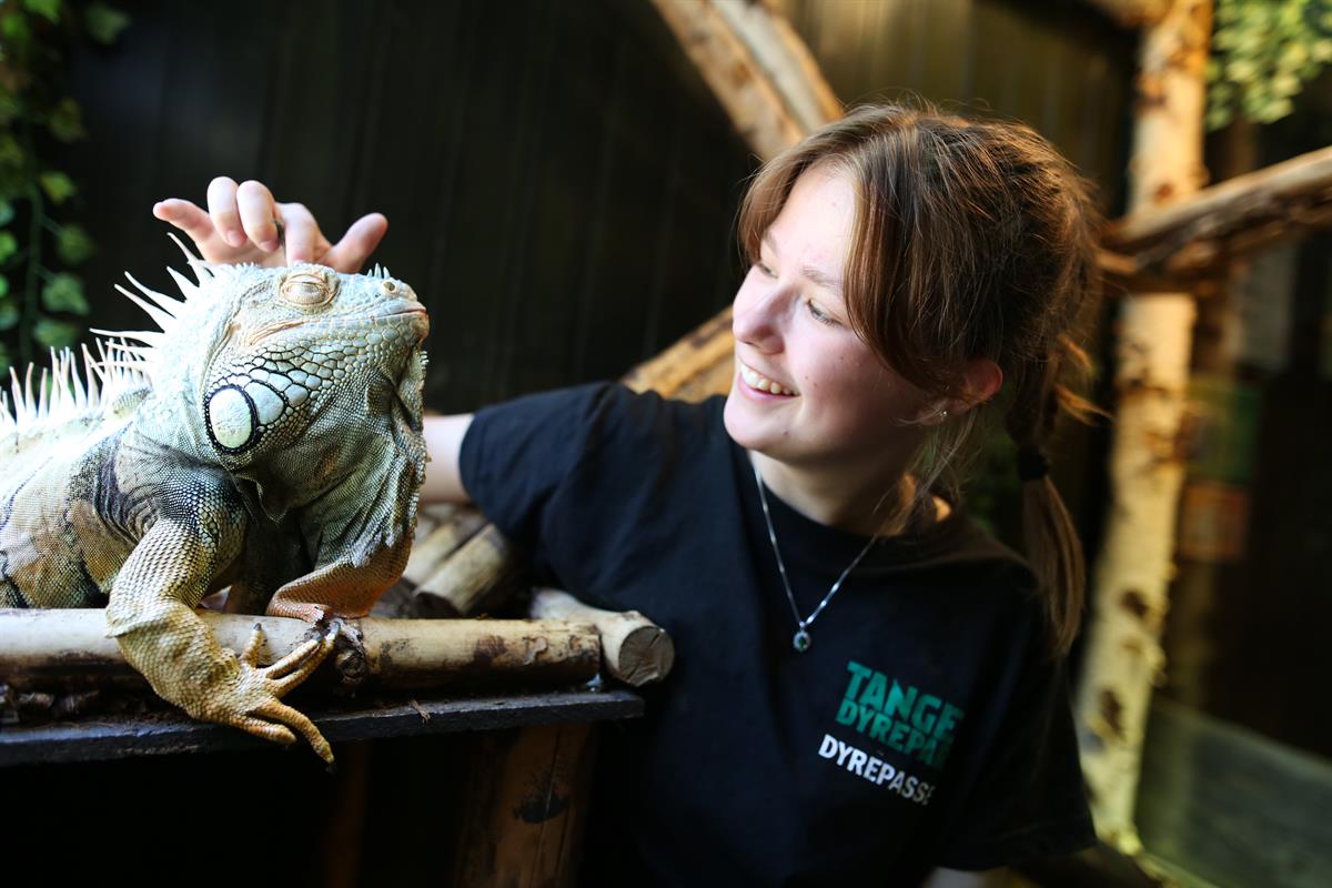 Dyrepasser i Tangen Dyrepark klapper øgle