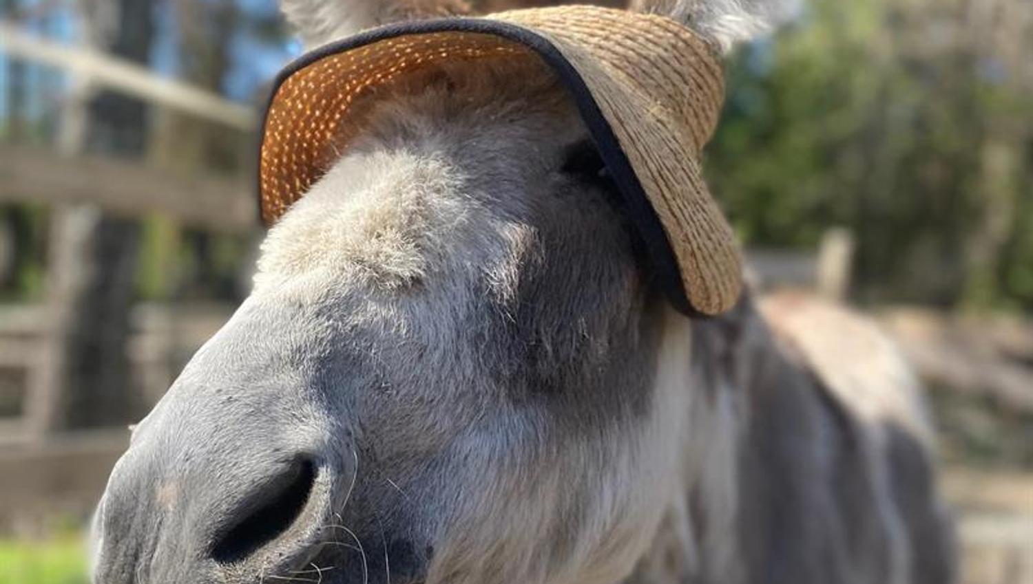 esel med solhatt