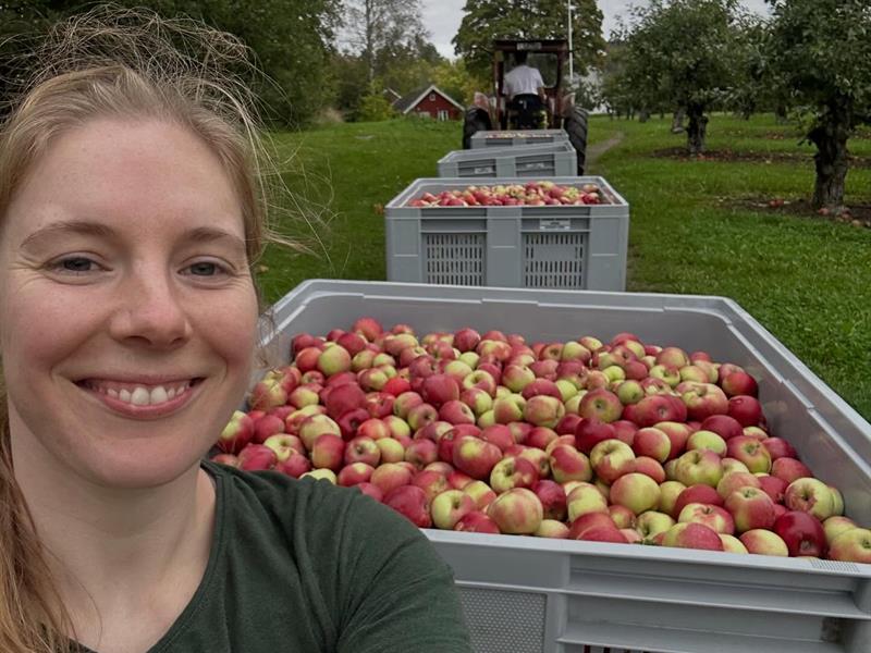 Tomine på innhøsting av epler