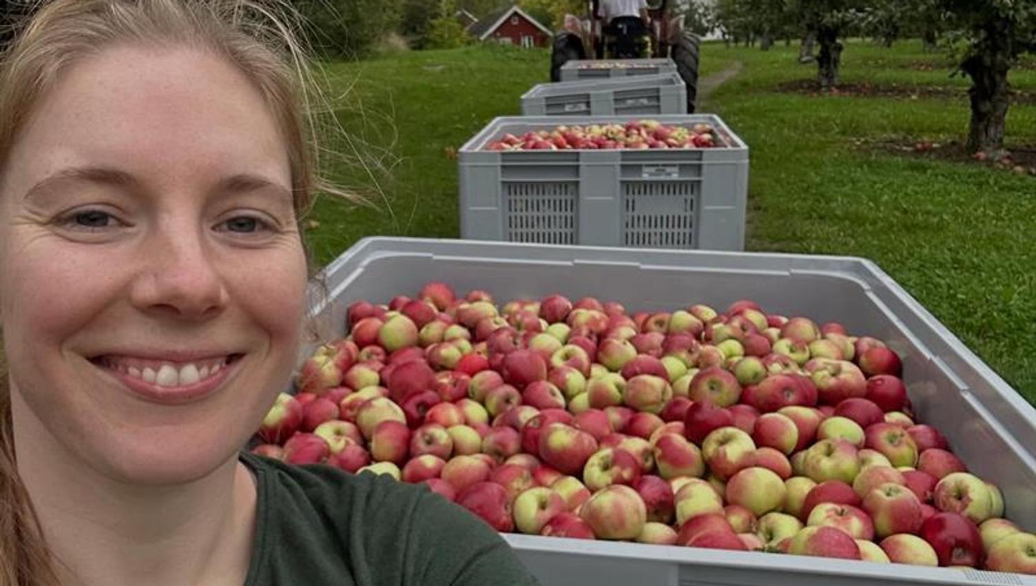 Tomine på innhøsting av epler