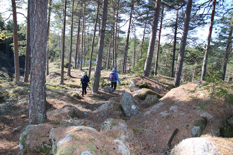 På tur gjennom åpen furuskog
