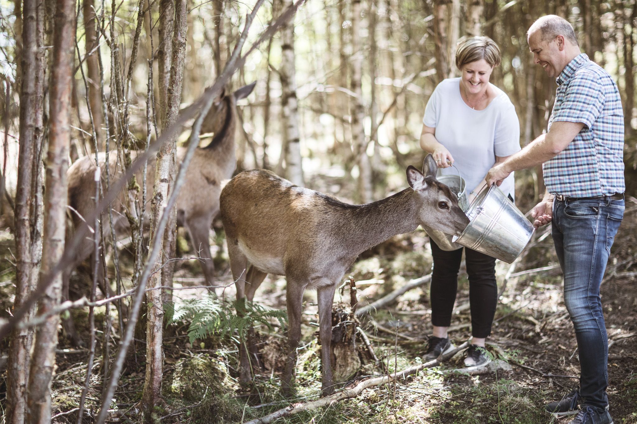 Kvinne og mann som gir drikke til hjorten