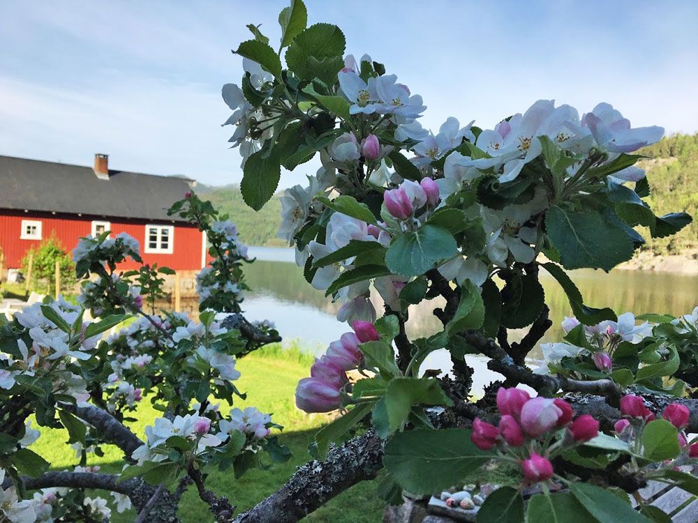 Fyresdal_sommer_epleblomster-på--Kilegrend_1000x750