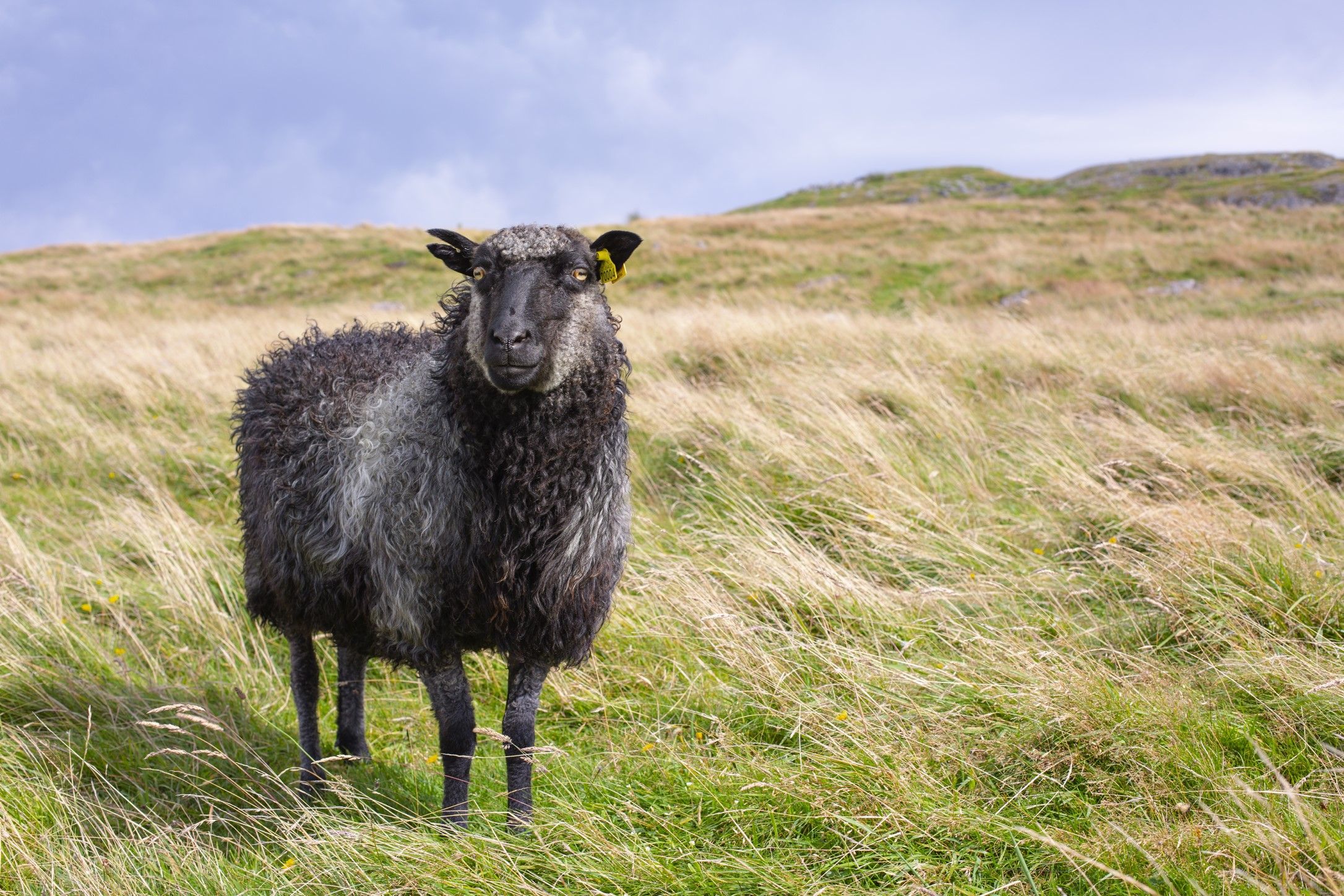 You might meet animals in the pasture
