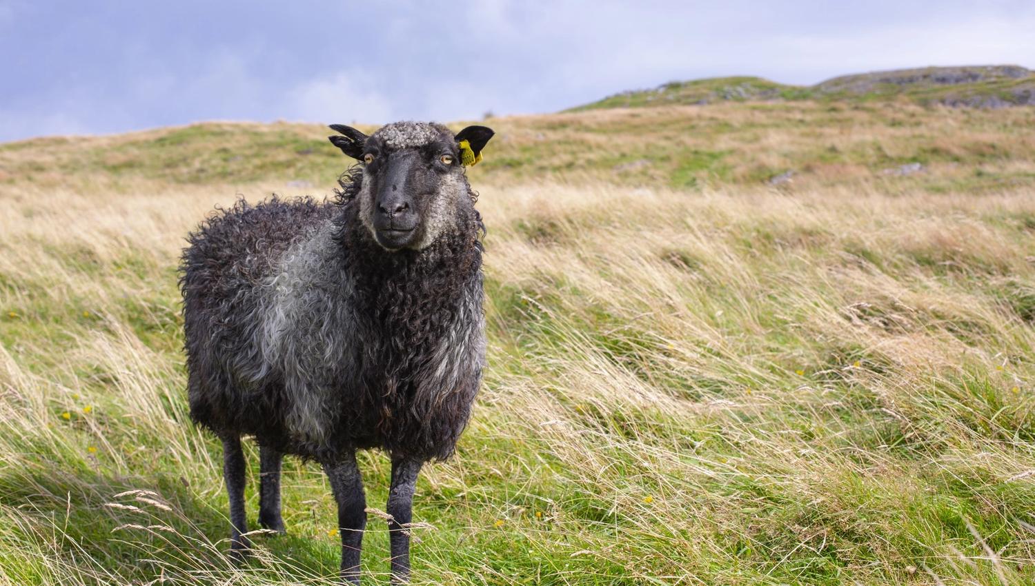 You might meet animals in the pasture