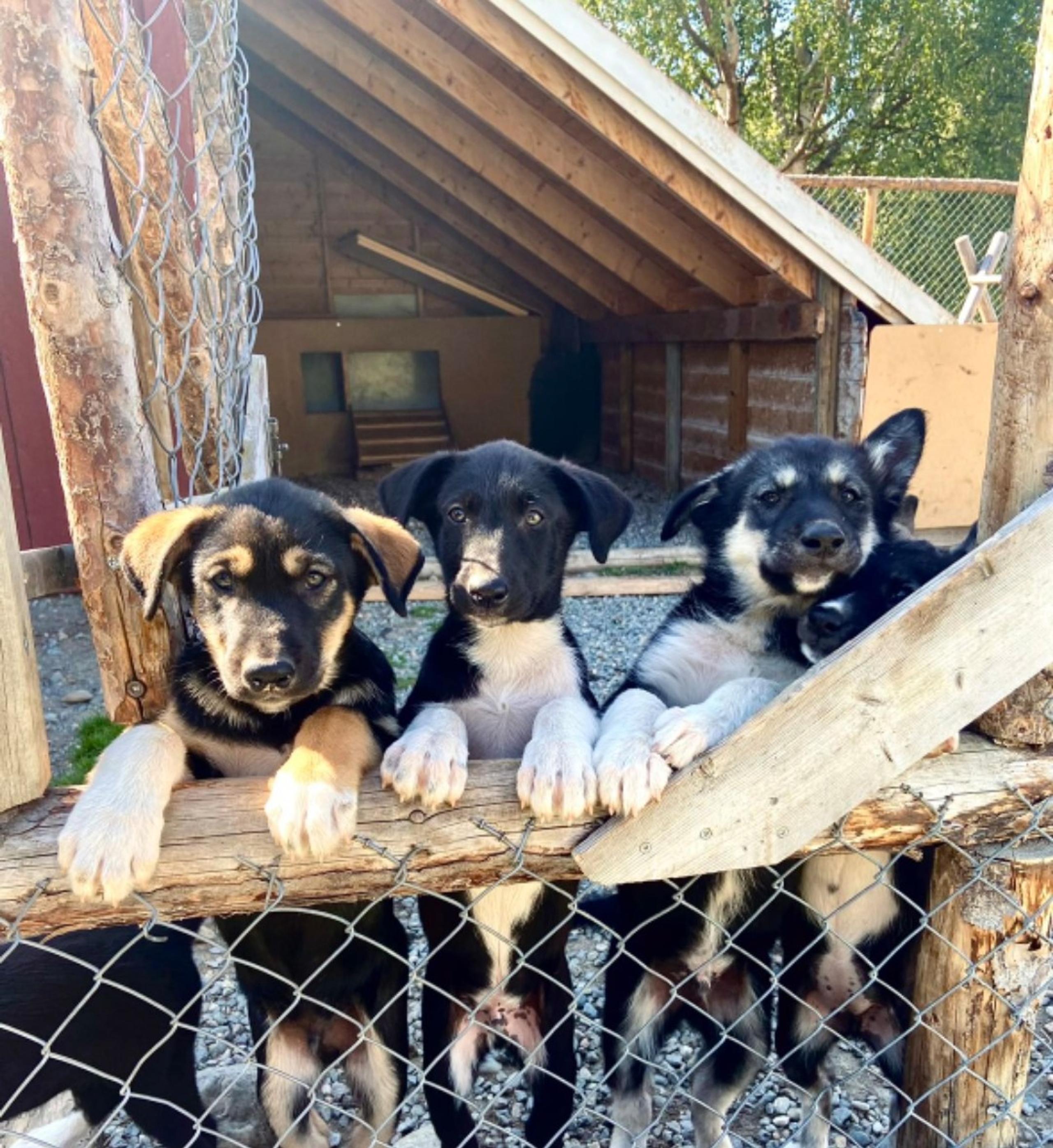 Drie schattige puppy's leunen over een hek in een kennel, met een houten schuur op de achtergrond.