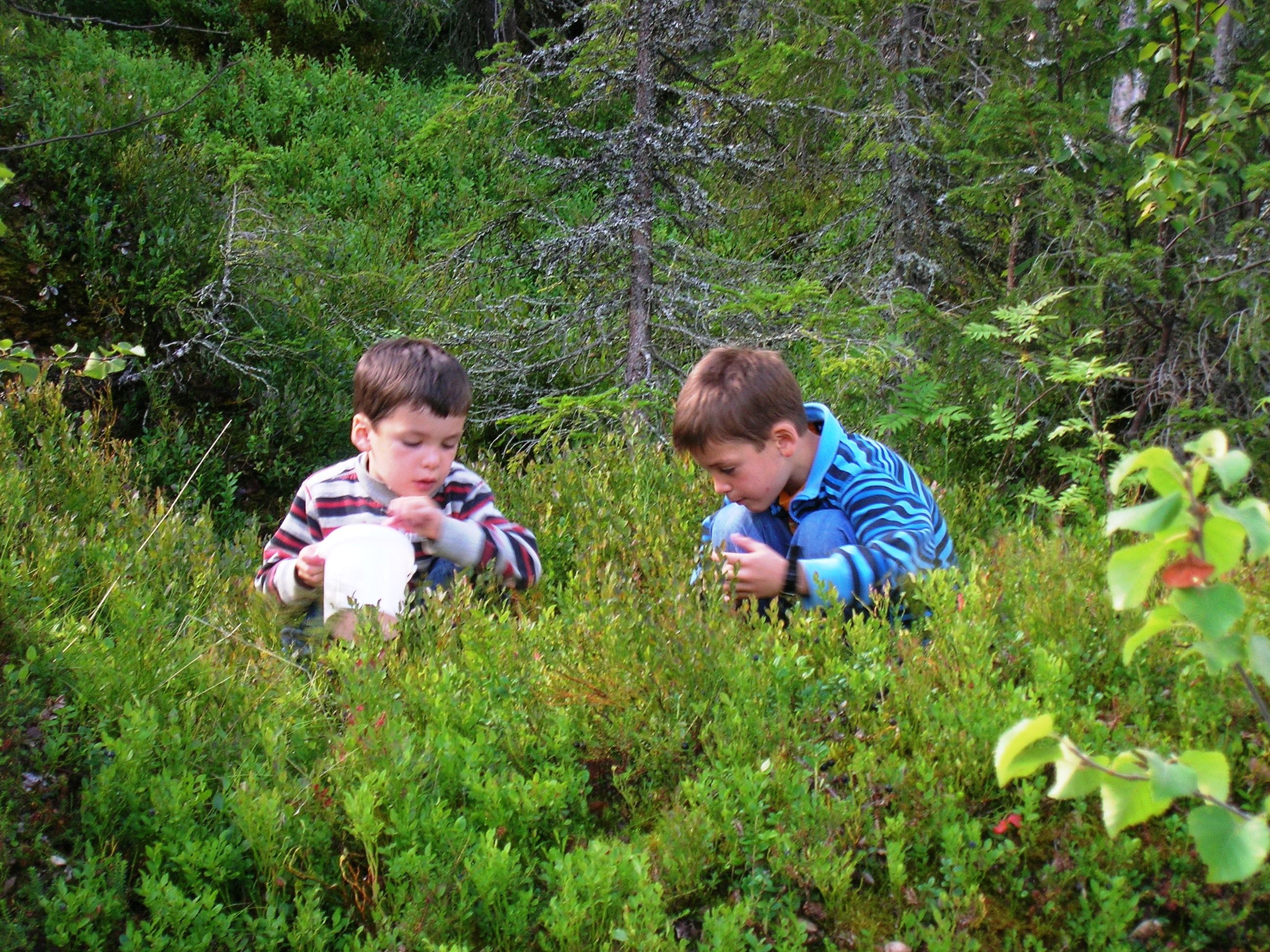 På tur i skogen