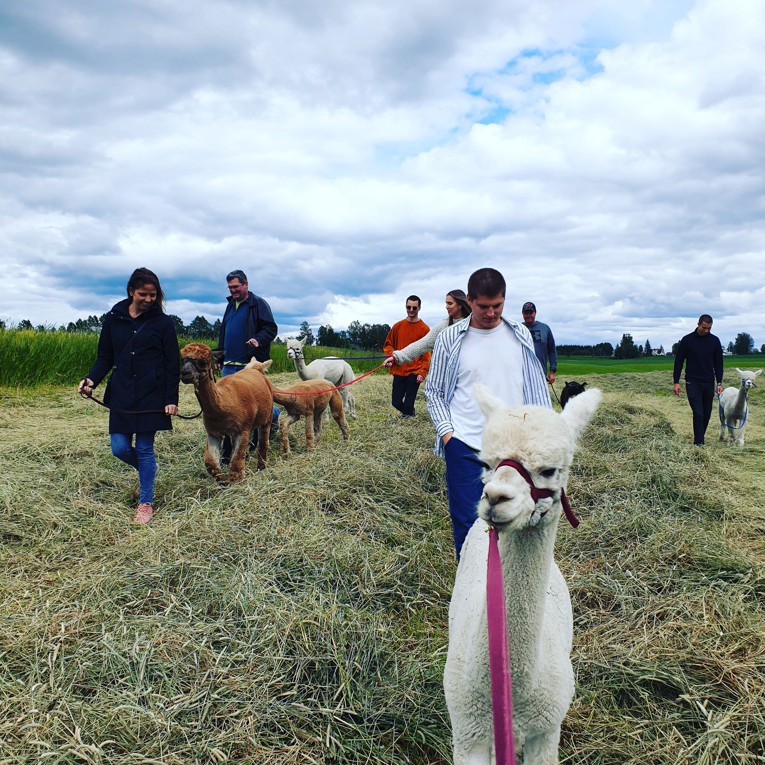 people and alpacas