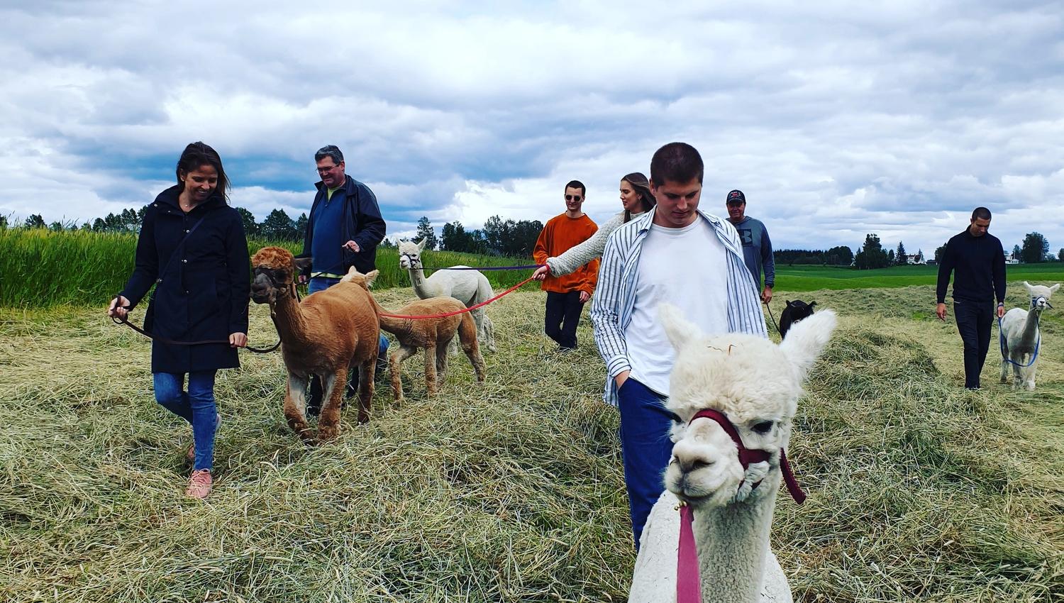 people and alpacas