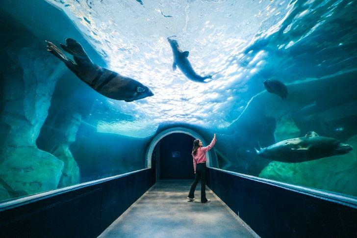 A visitor gets a close-up view of the seals through the underwater aquarium at Polaria in Tromsø.