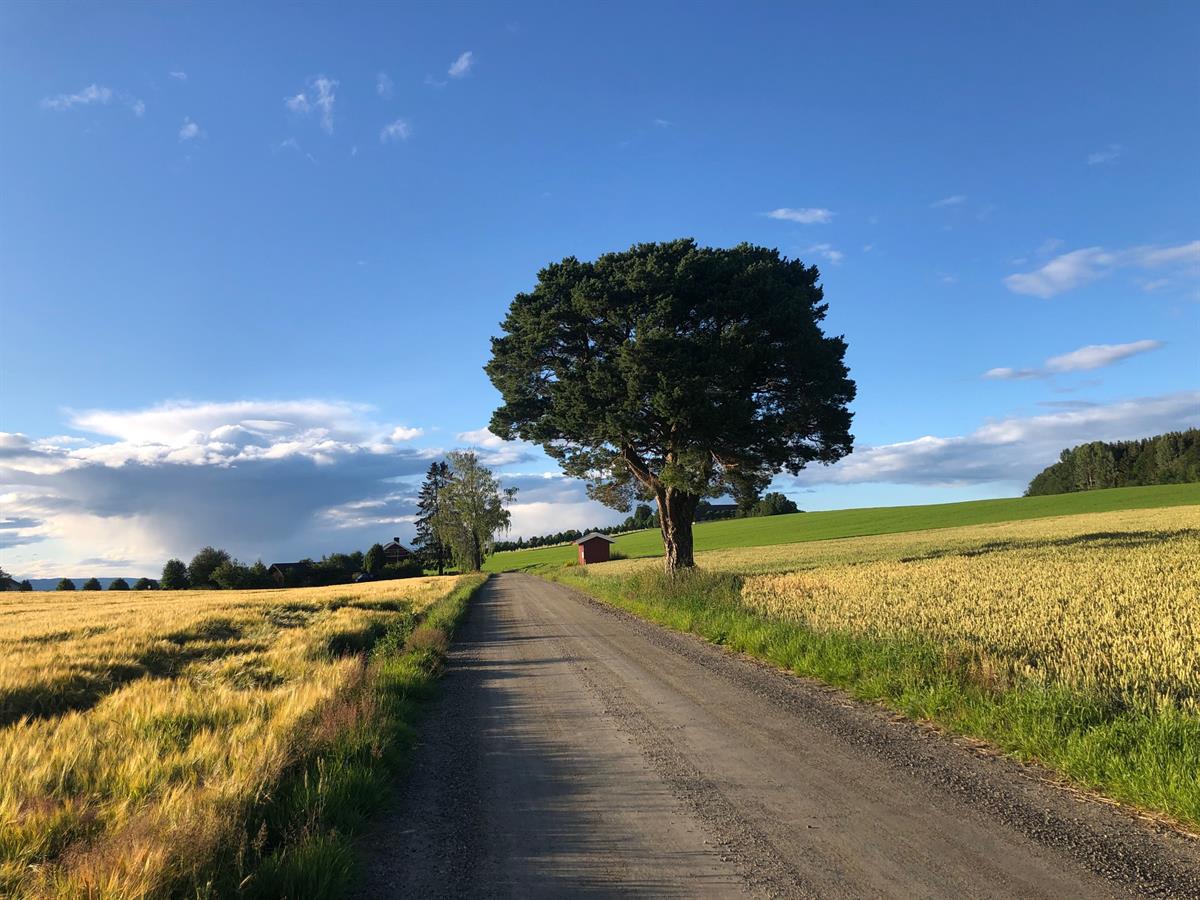 En landevei går gjennom et landskap med kornåkre og et stort tre ved veikanten under en blå himmel med lette skyer.