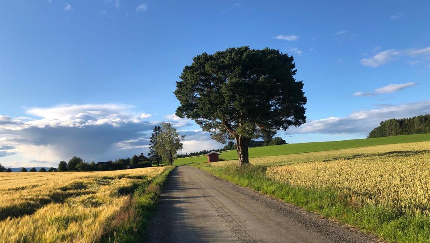 En landevei går gjennom et landskap med kornåkre og et stort tre ved veikanten under en blå himmel med lette skyer.