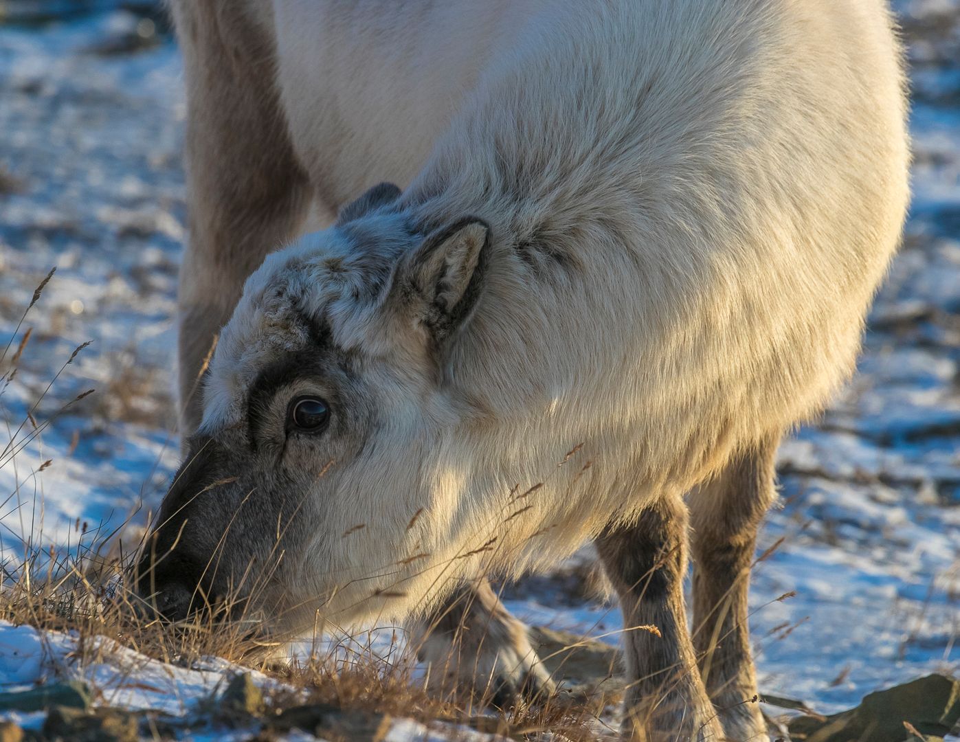 Svalbardreindeer grassing on the frozen tundra 