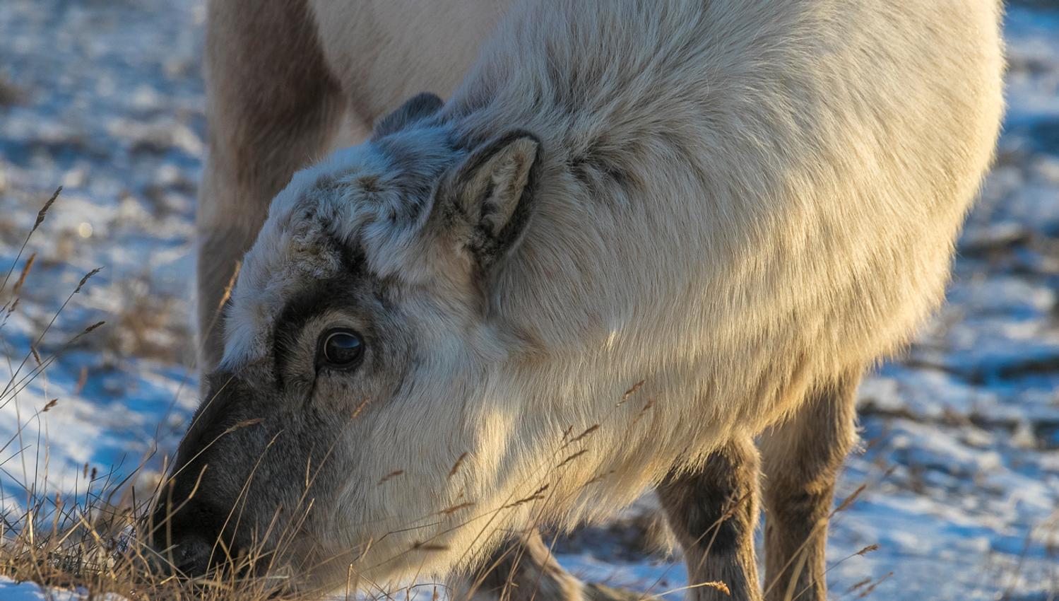 Svalbardreindeer grassing on the frozen tundra