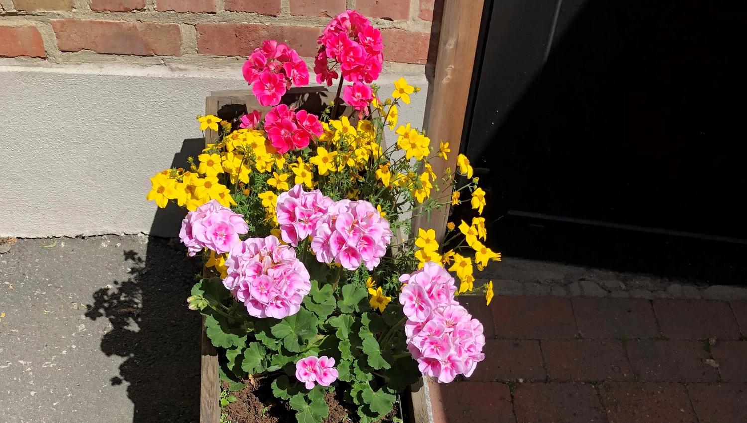 Blomster ved inngangen, Mølla