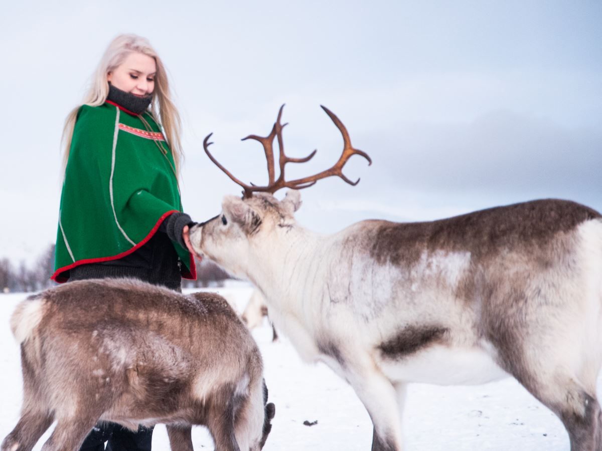 Feeding reindeers