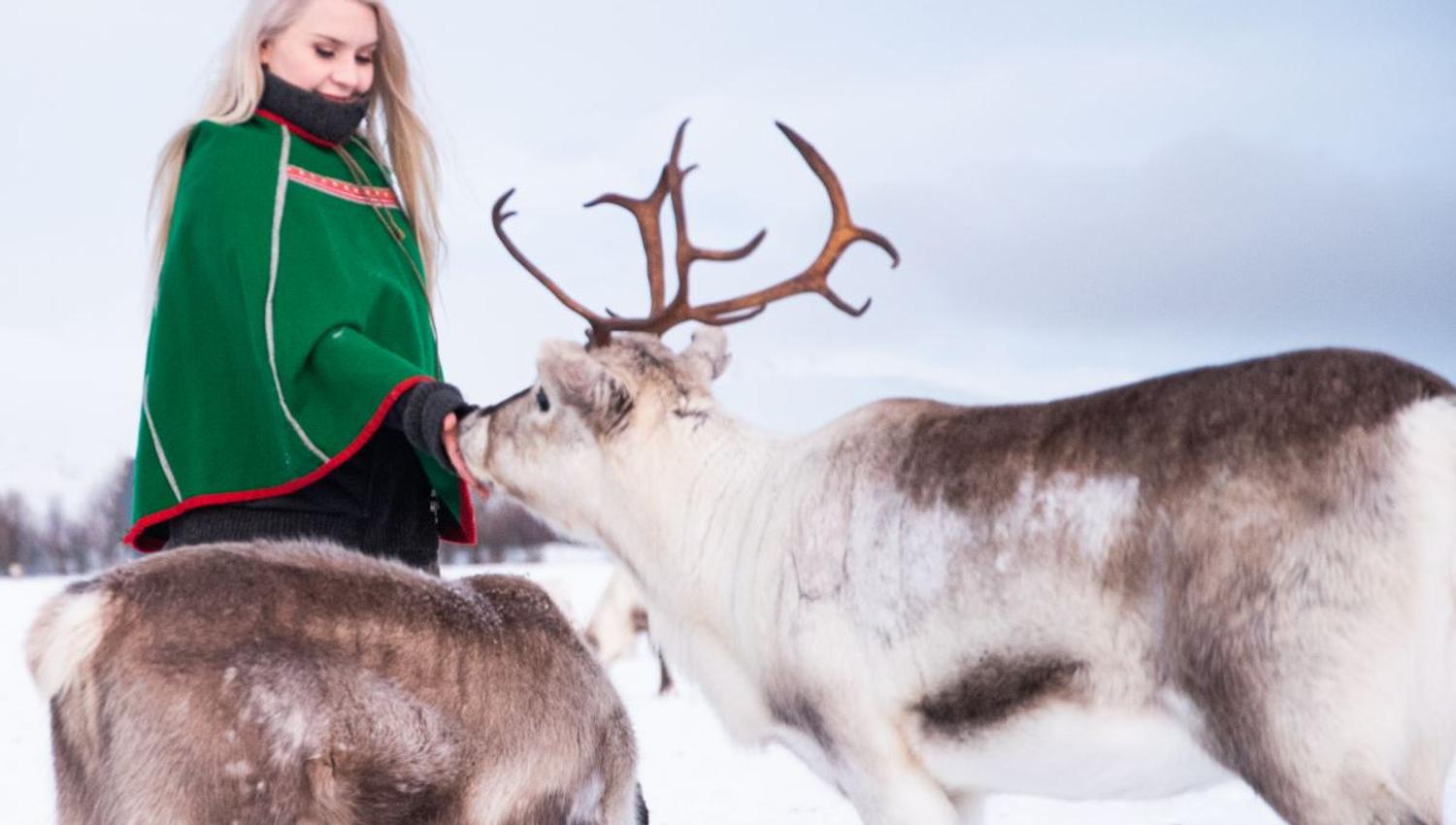 Feeding reindeers