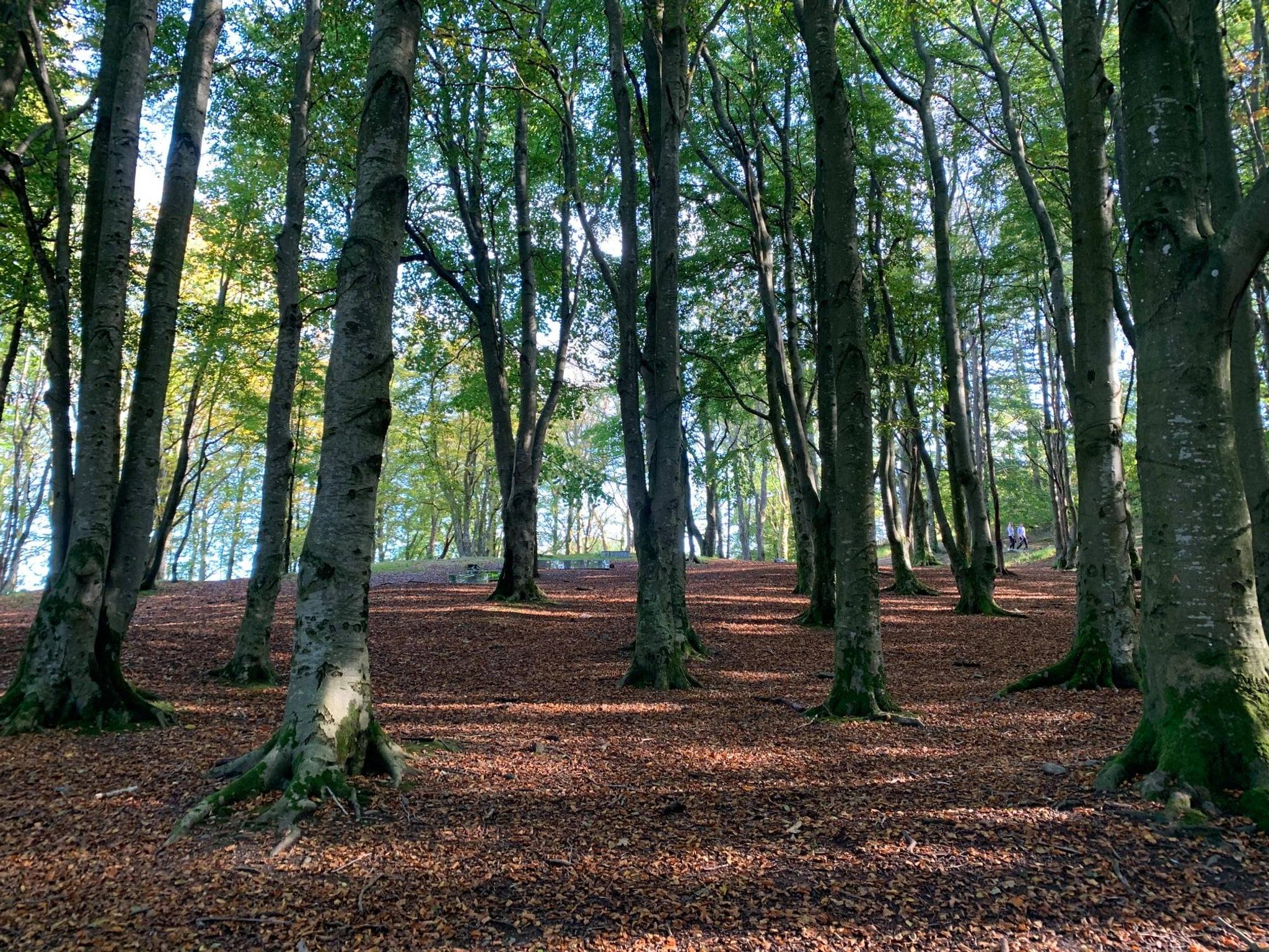 Der Wald Vålandsskogen mit dem Aussichtsturm Vålandstårnet