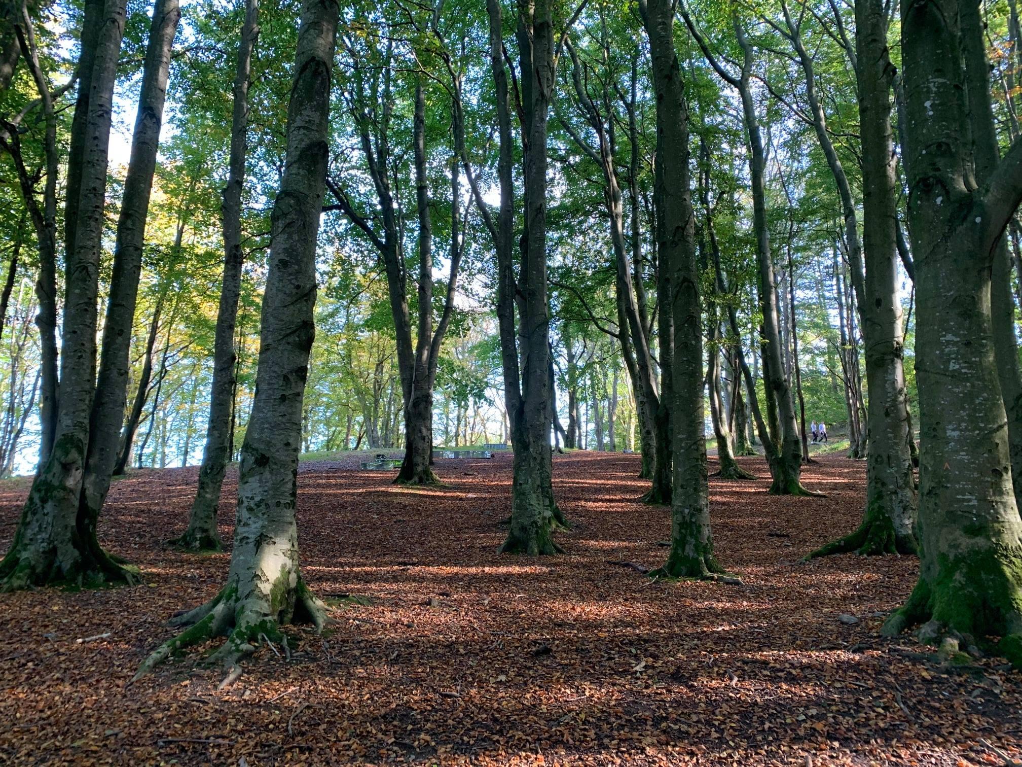 Der Wald Vålandsskogen mit dem Aussichtsturm Vålandstårnet
