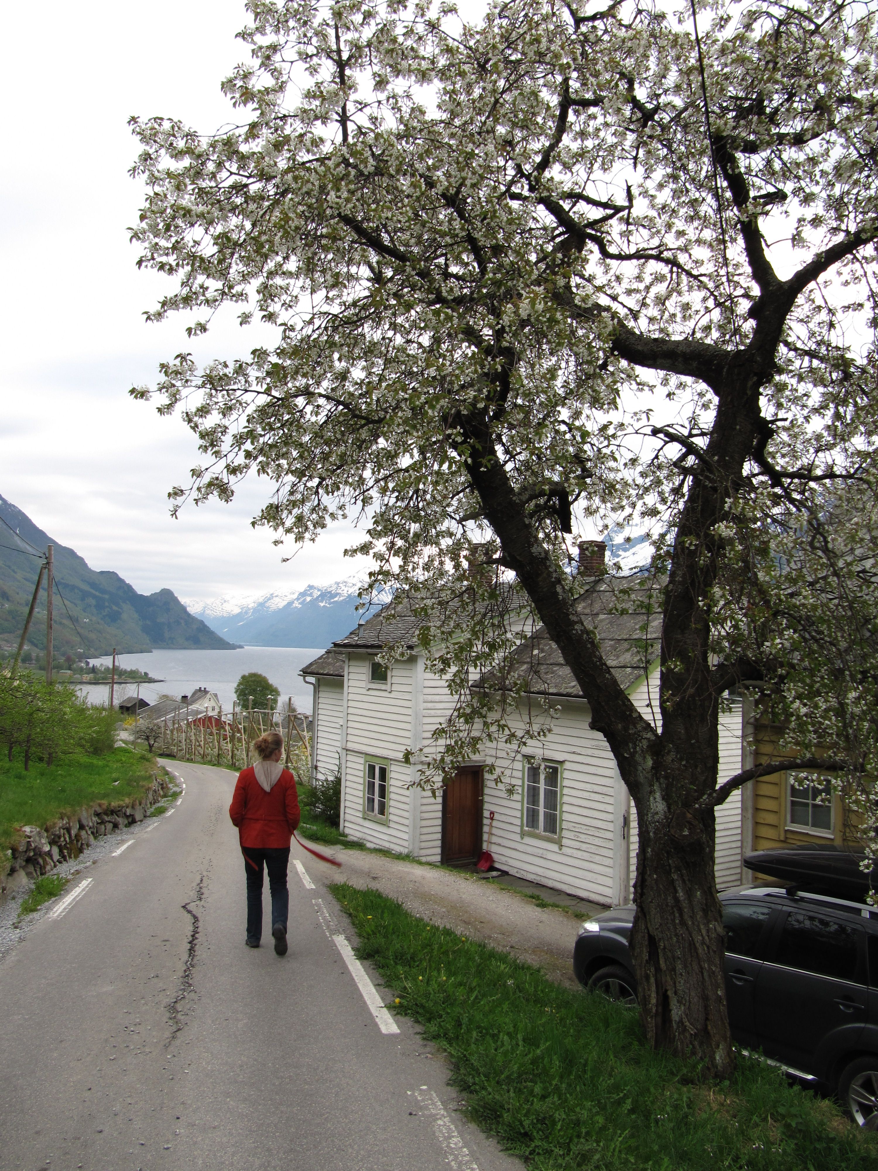 Walking the Fruit Trail in Hardanger with blooming fruit trees and fjord views.