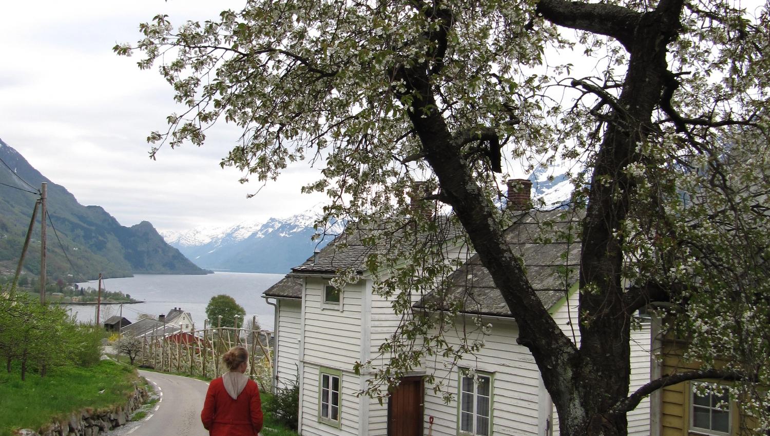 Walking the Fruit Trail in Hardanger with blooming fruit trees and fjord views.