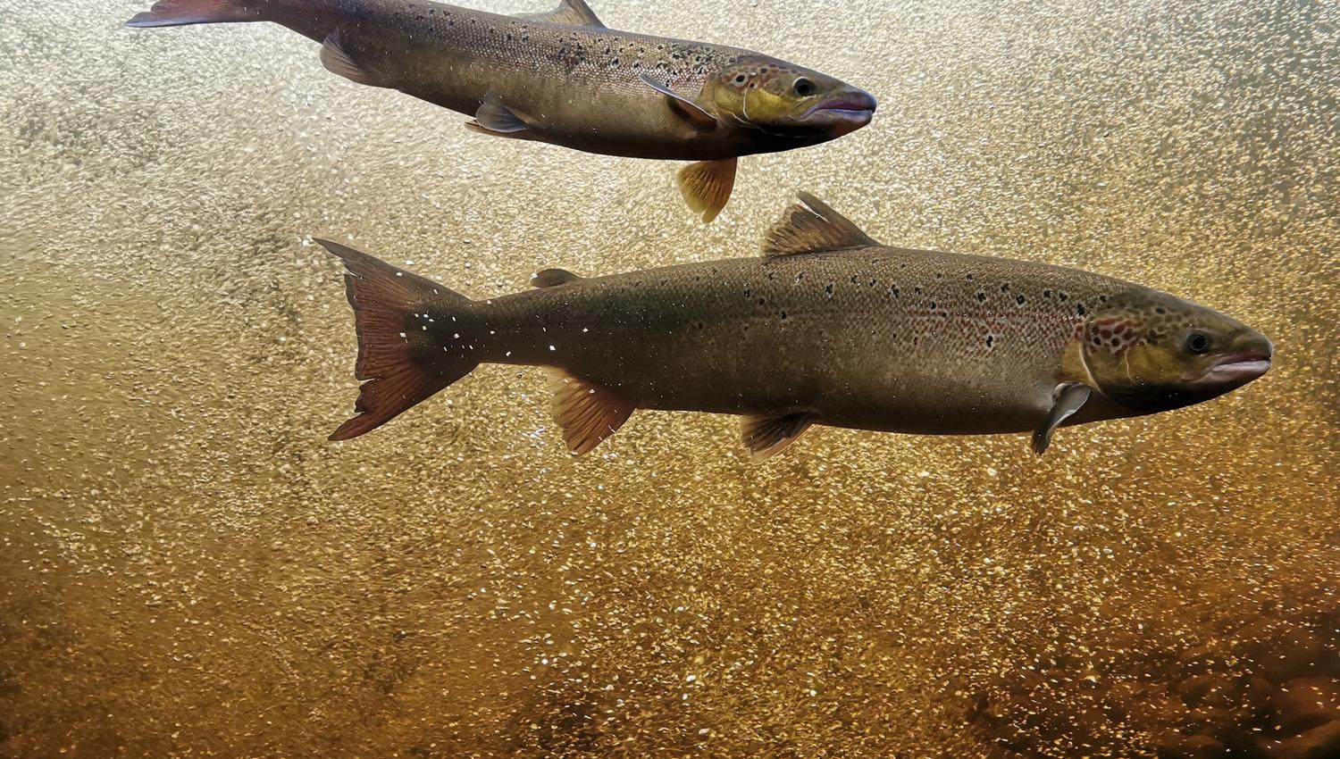 Zwei Lachse schwimmen Seite an Seite im Aquarium im Wildlachs-Besucherzentrum in Laudal.