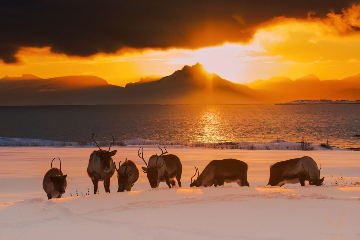 A group of reindeer feeding, with the winter landscape and sunset in the background