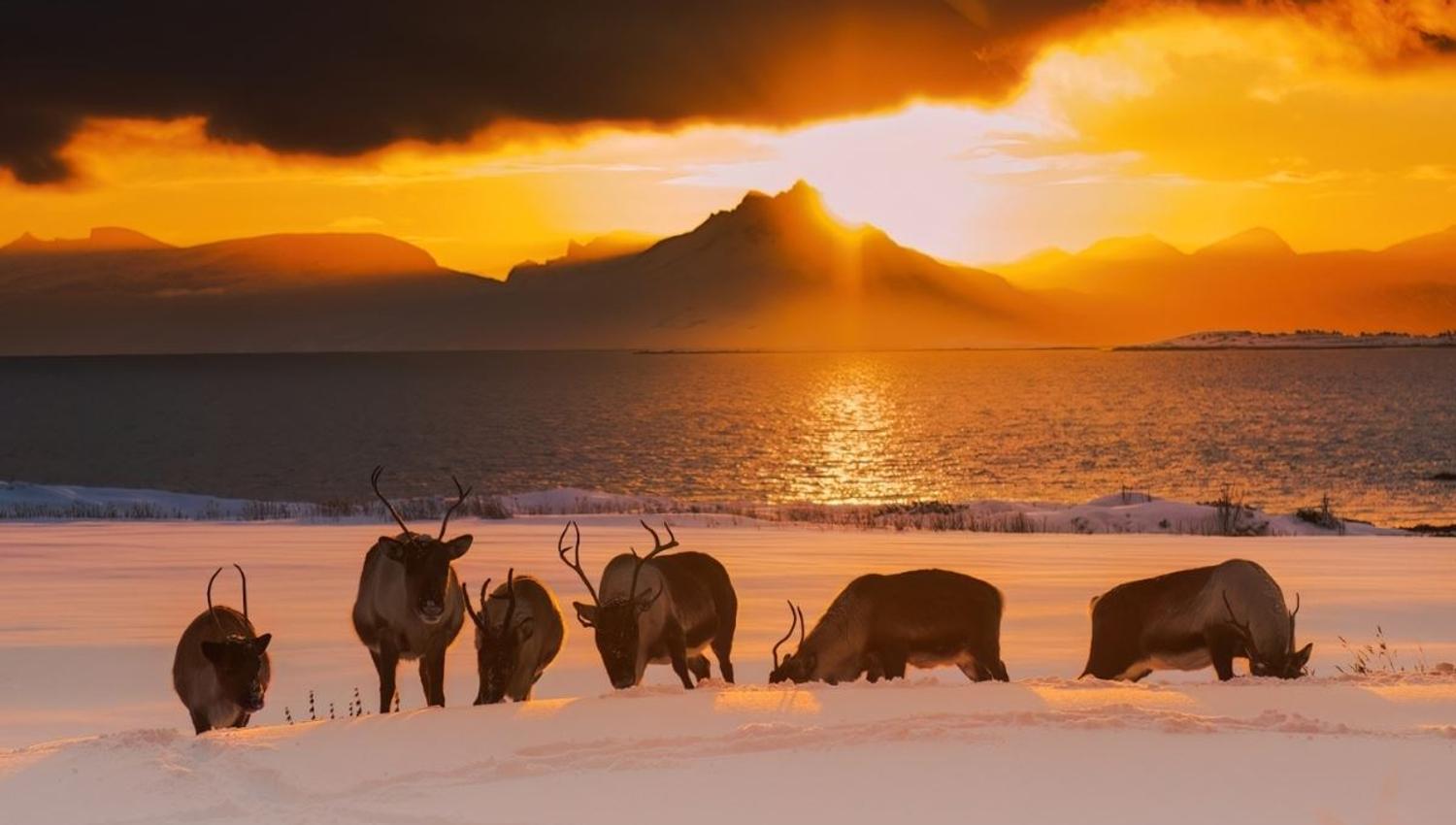 A group of reindeer feeding, with the winter landscape and sunset in the background