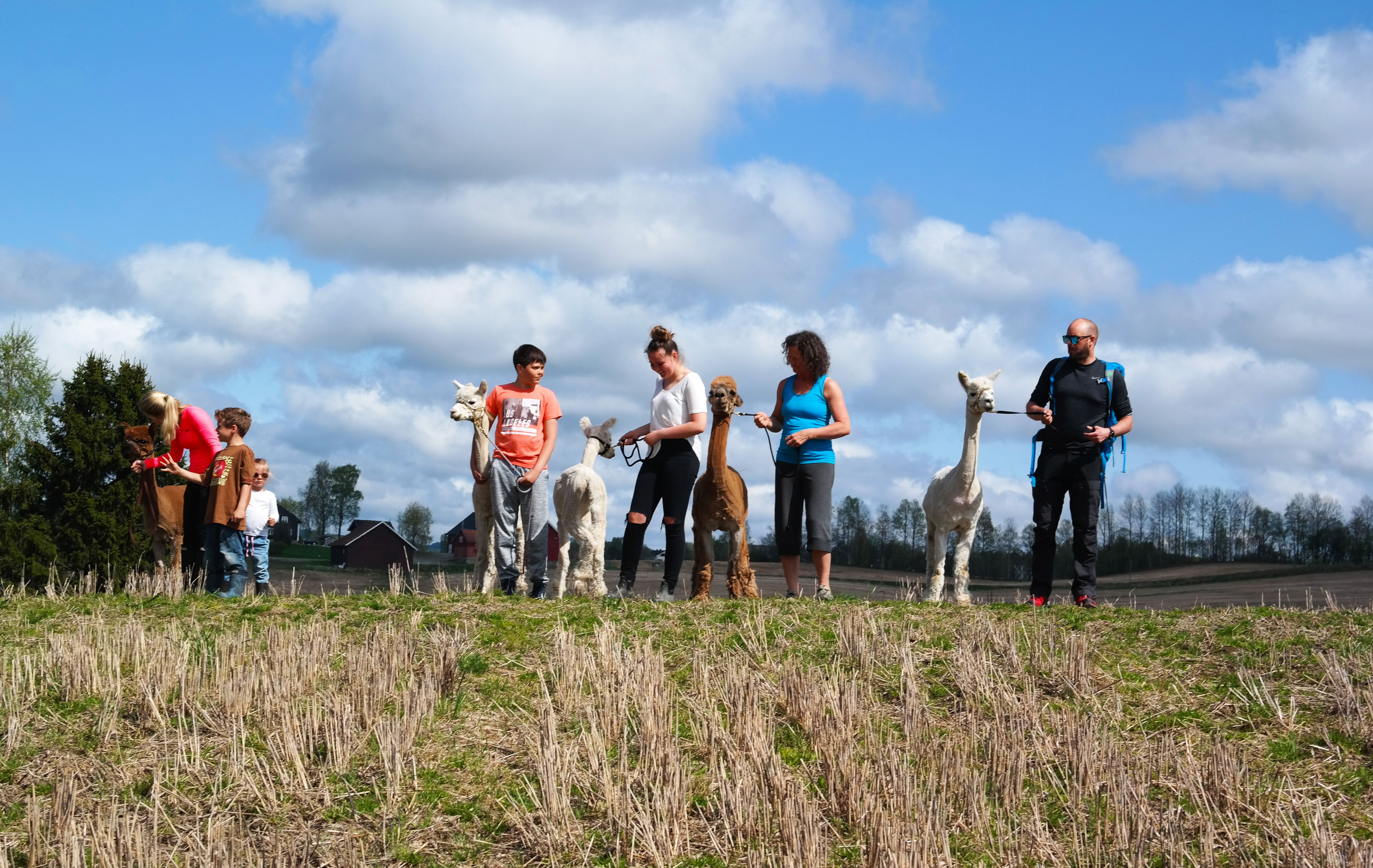 people and alpacas at the field