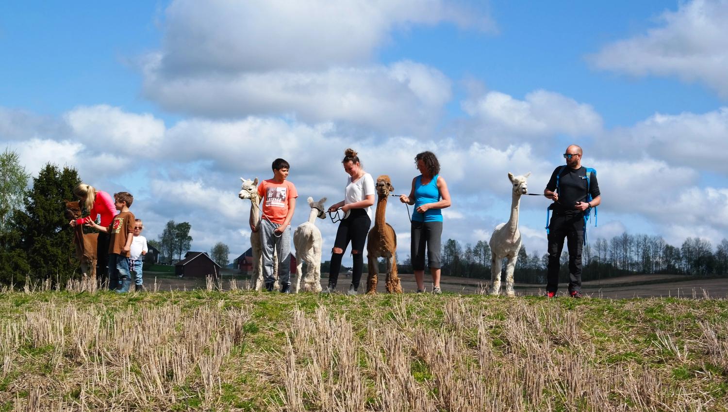 people and alpacas at the field