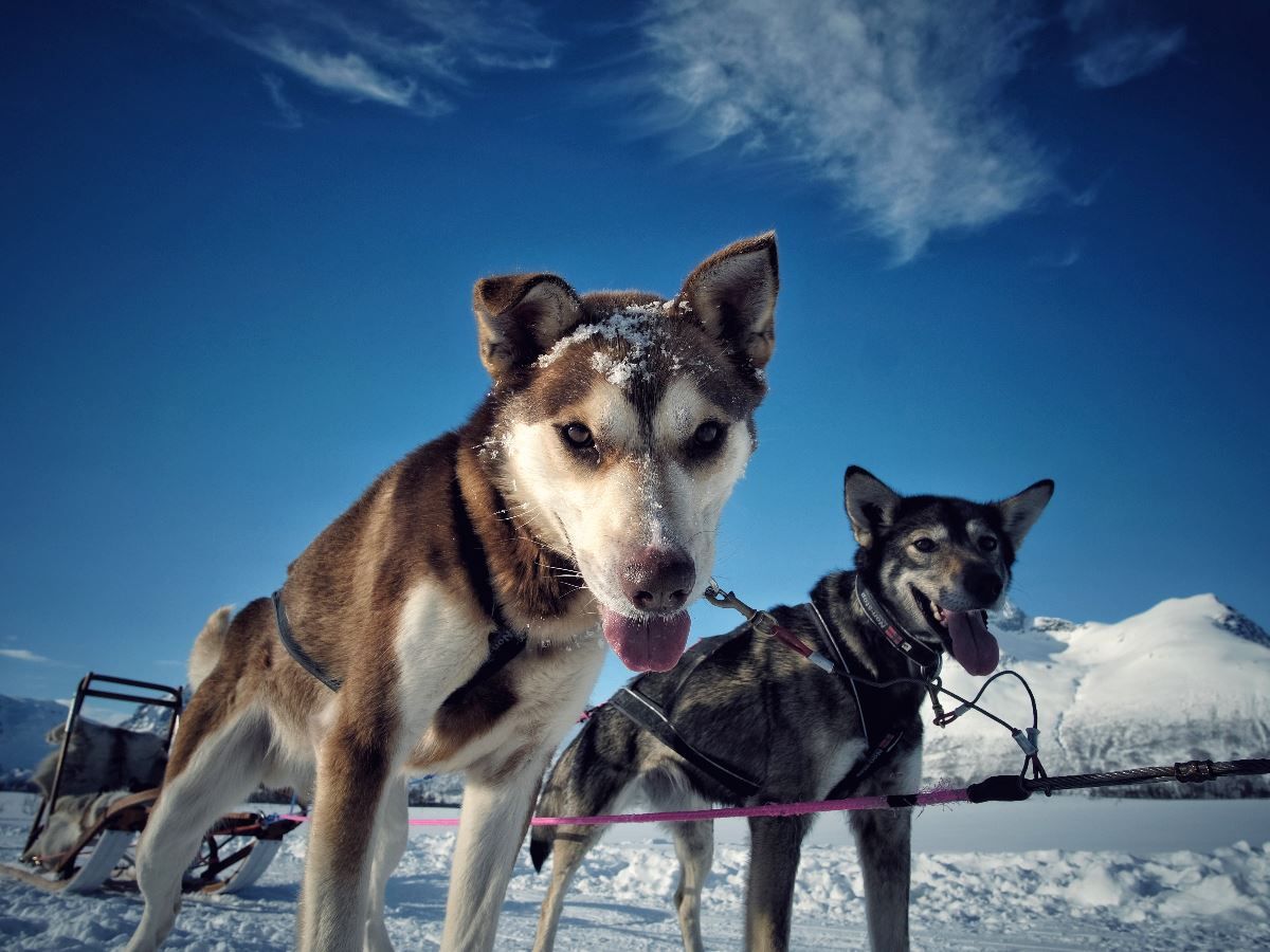 Huskies