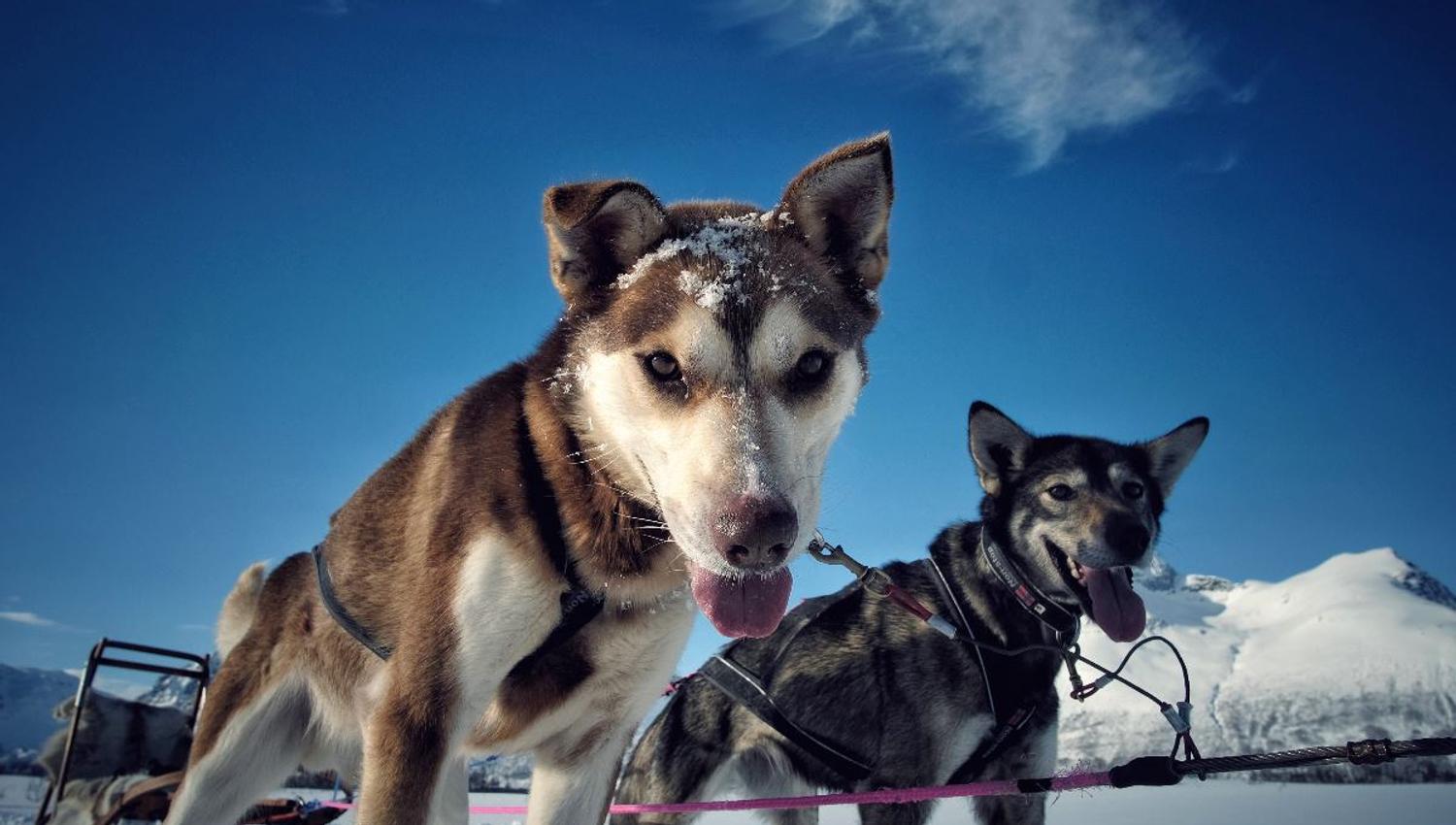 Huskies