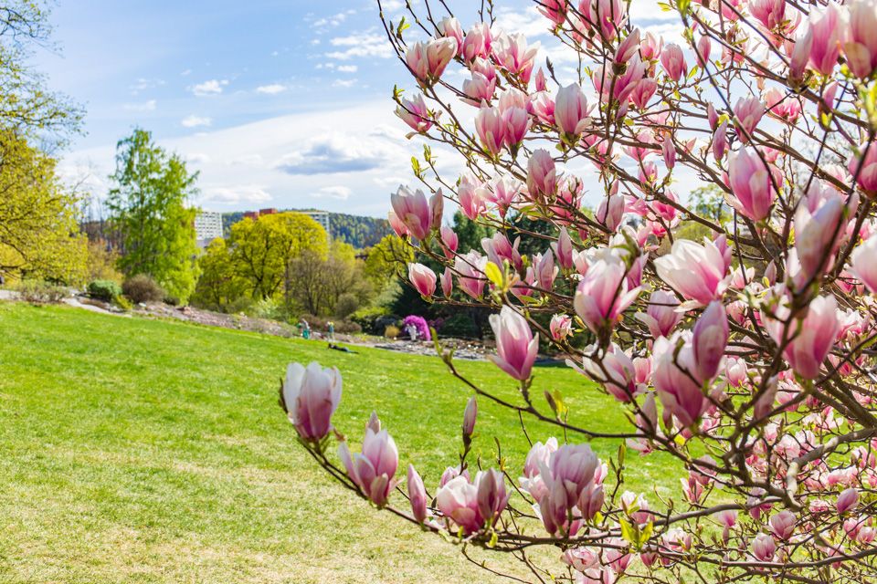 Magnolia tree in the Botanical Garden.