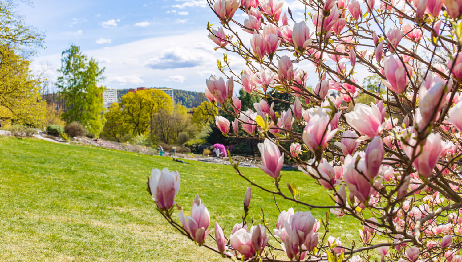 Magnolia tree in the Botanical Garden.