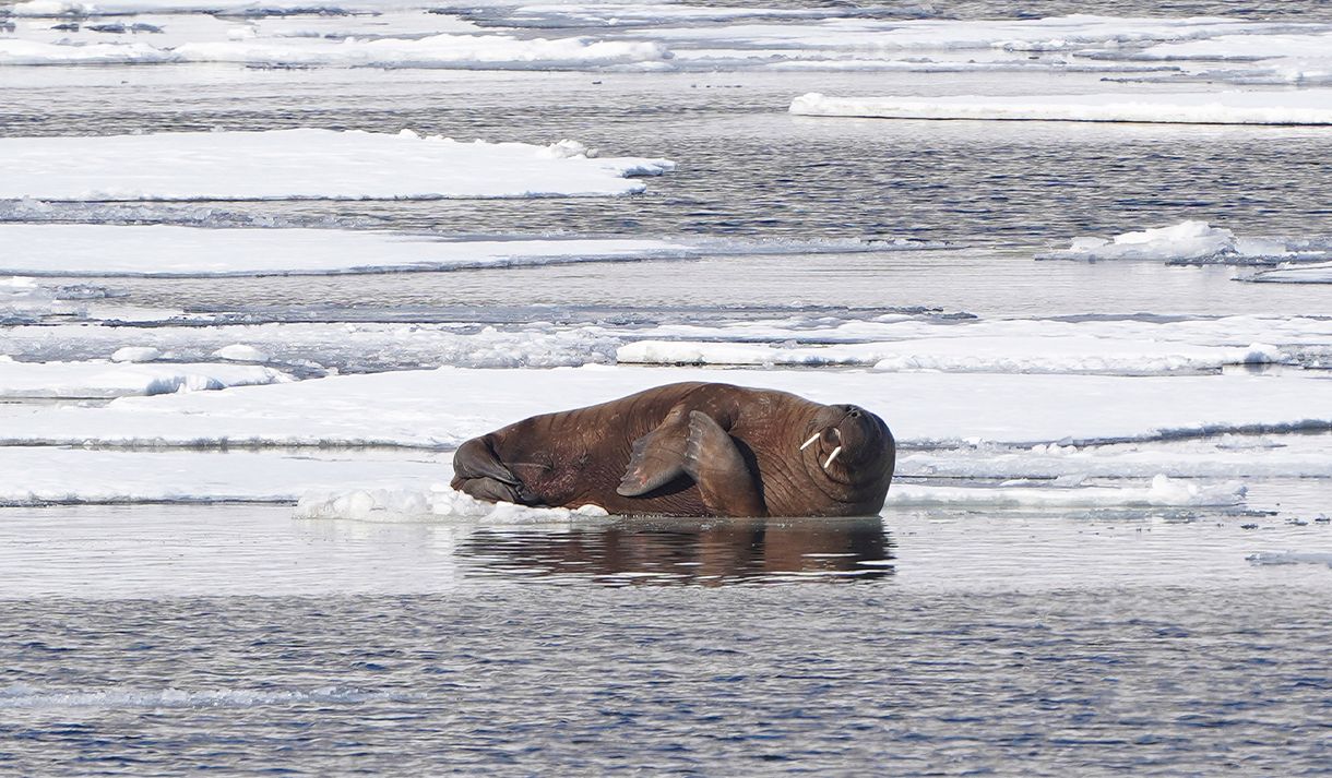 A walrus relaxing on a sheet of ice in a fjord