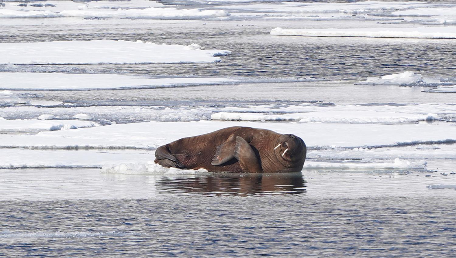 A walrus relaxing on a sheet of ice in a fjord
