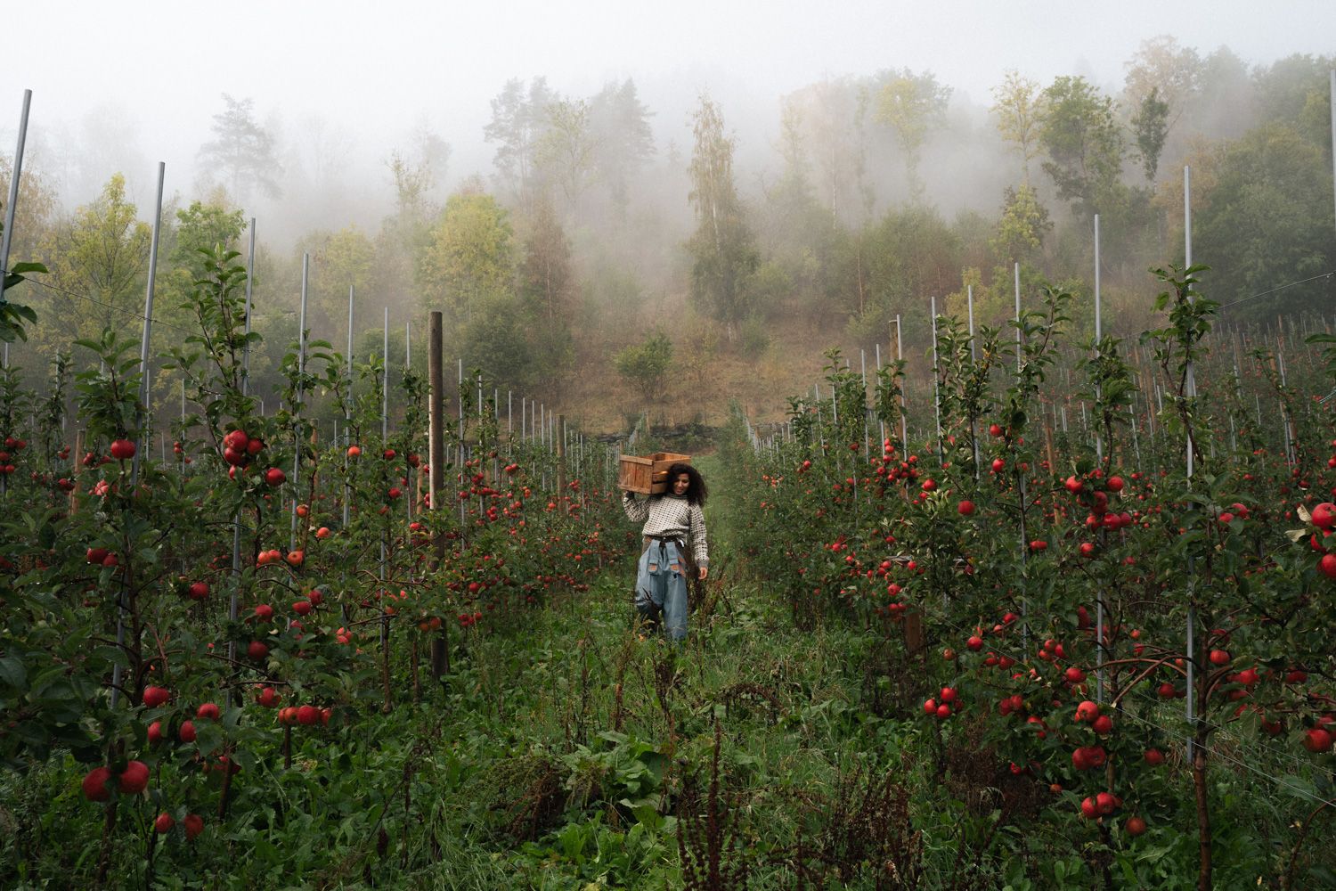 Apple harvest at Edel Sider orchard in Hardanger.