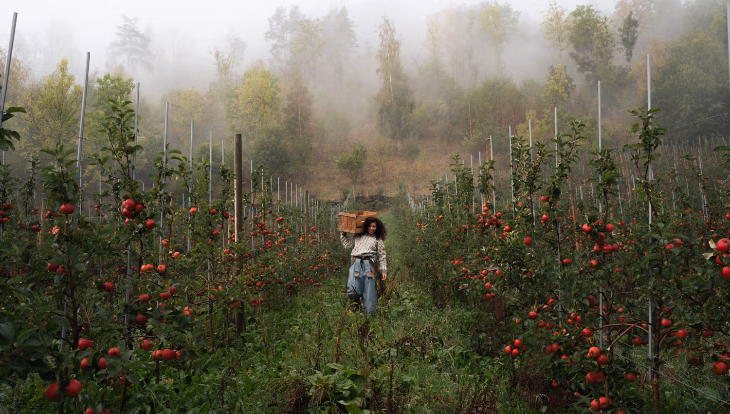 Apple harvest at Edel Sider orchard in Hardanger.