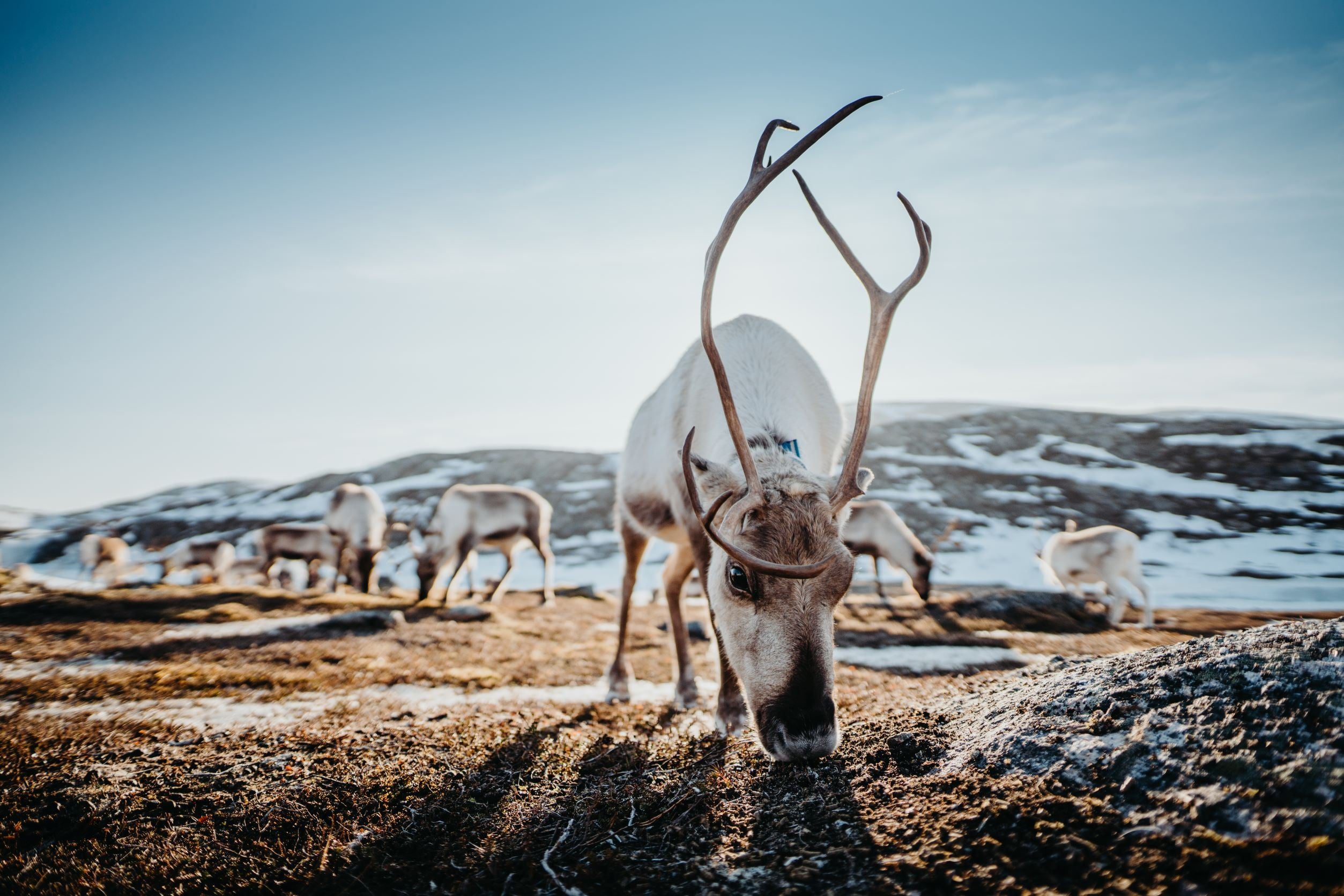 Reindeer with a blue collar in a snowy mountain landscape with more reindeer in the background