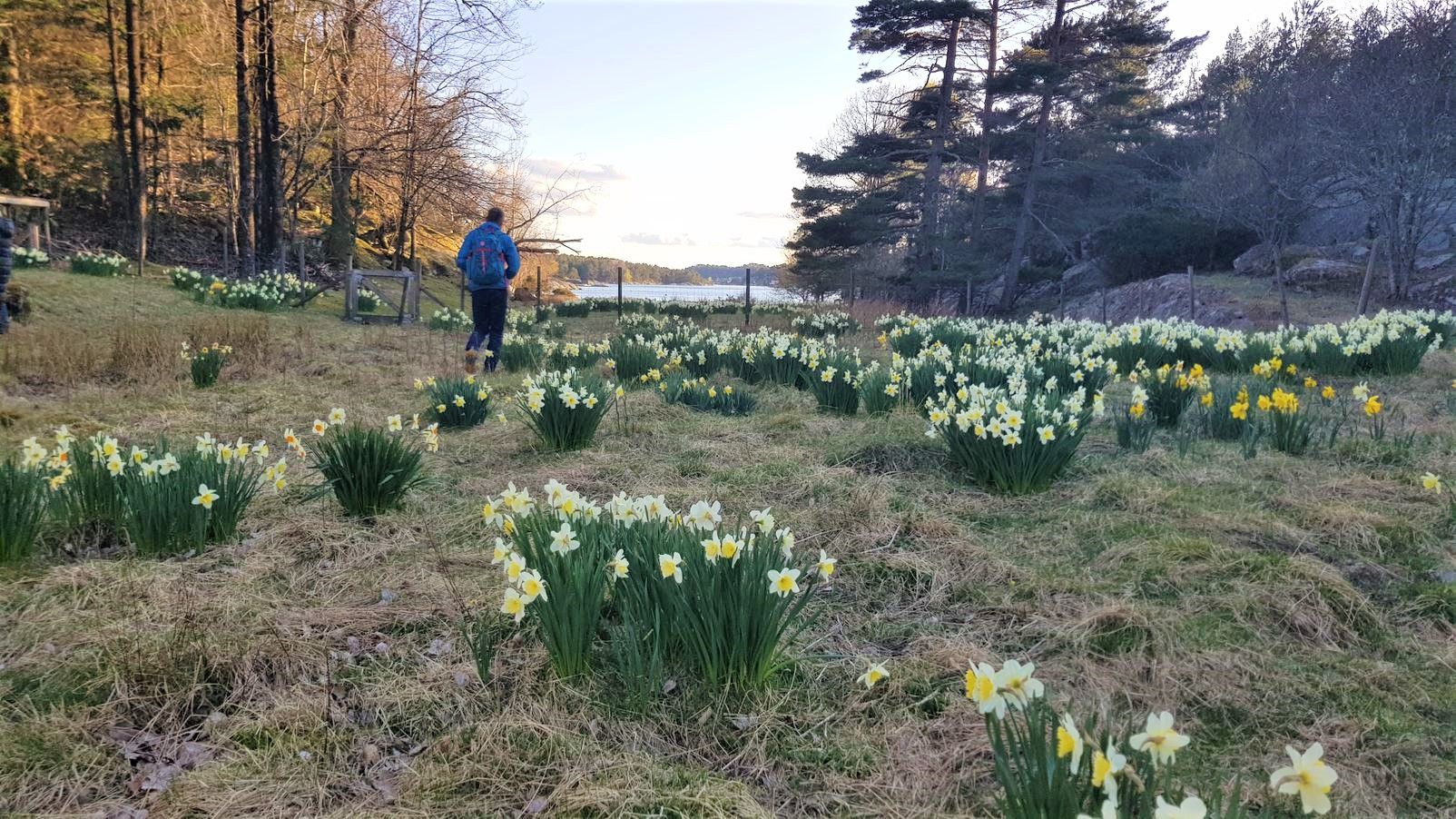 Bilde fra Auesøya