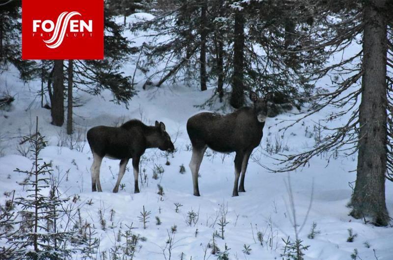 two moos in the winter scenary