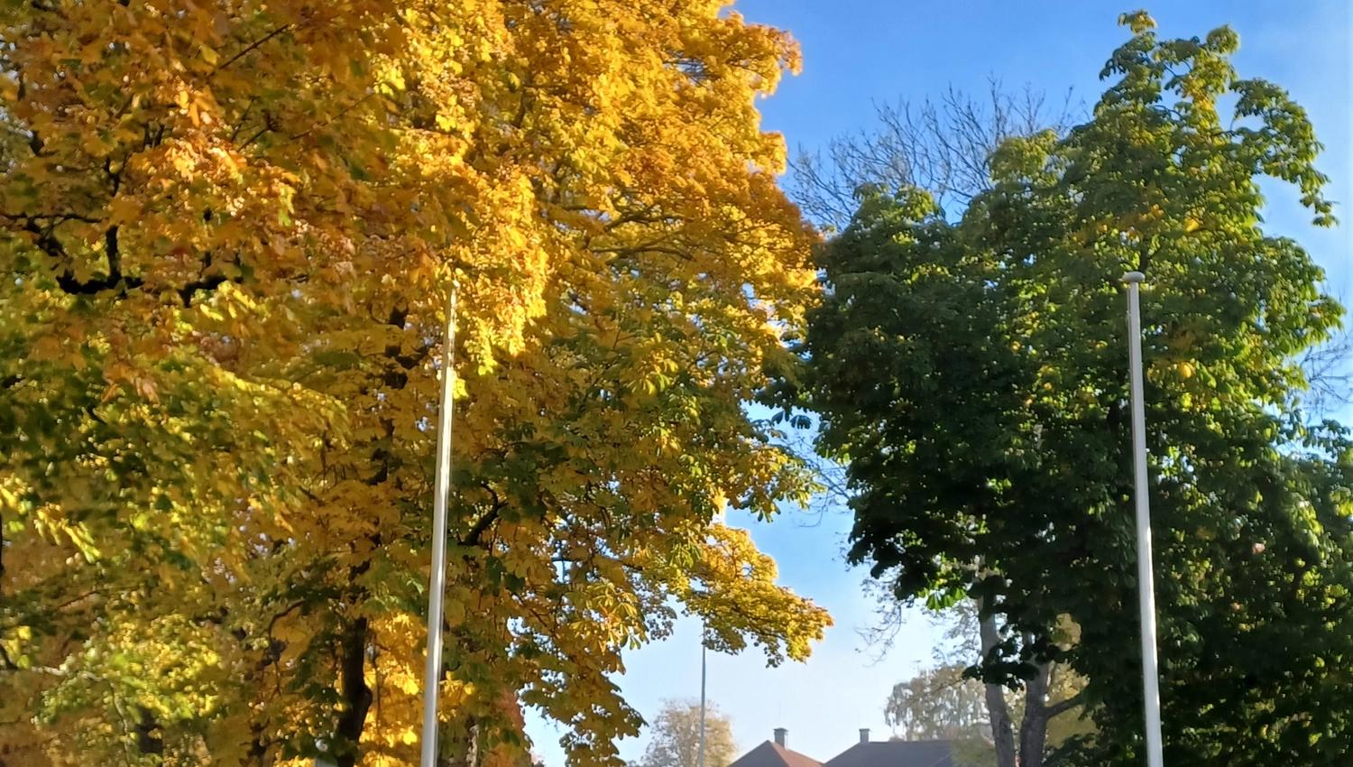 autum colours with Eidsvoll 1814 in the background