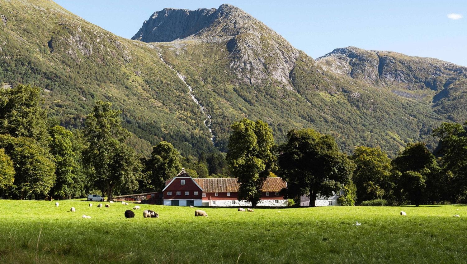 Baroniet Rosendal Avlsgård i naturskjønne omgjevnader – Det ikoniske, raudmåla gardsanlegget ligg omkransa av frodige enger, beitande sauer og majestetiske fjell i Rosendal.