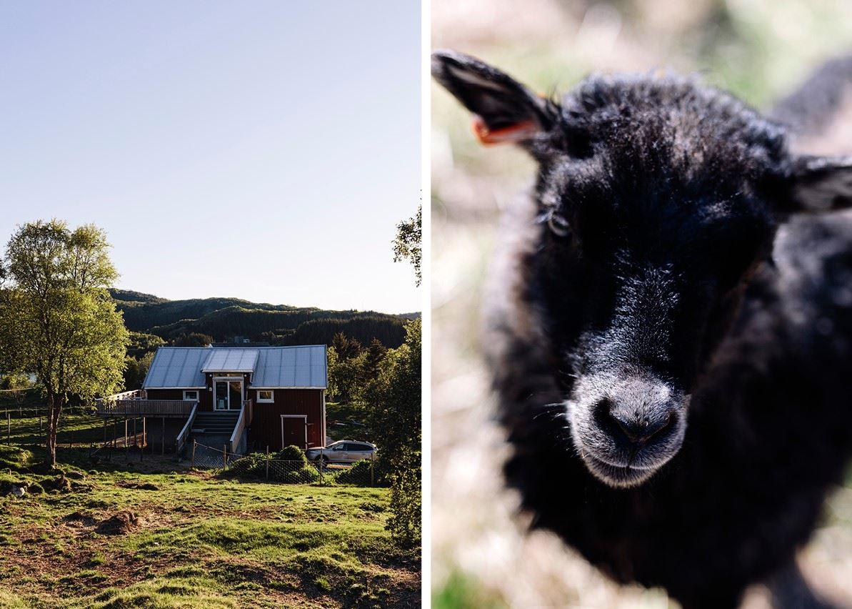 Lofoten Wool
