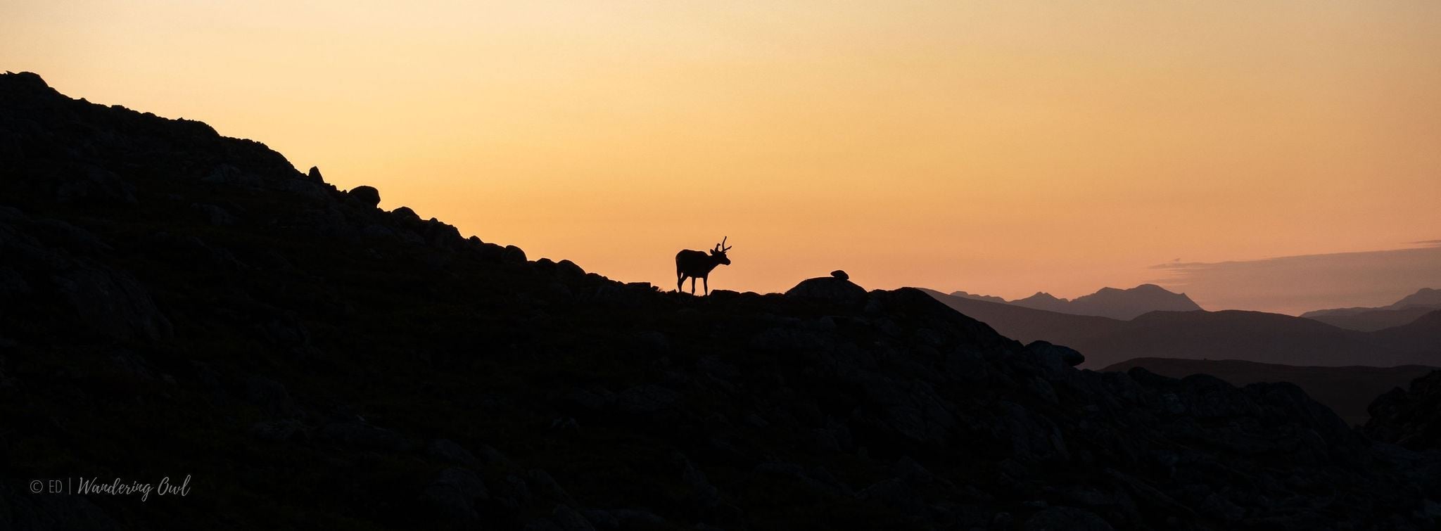 A reindeer standing with the midnight sun in the background

