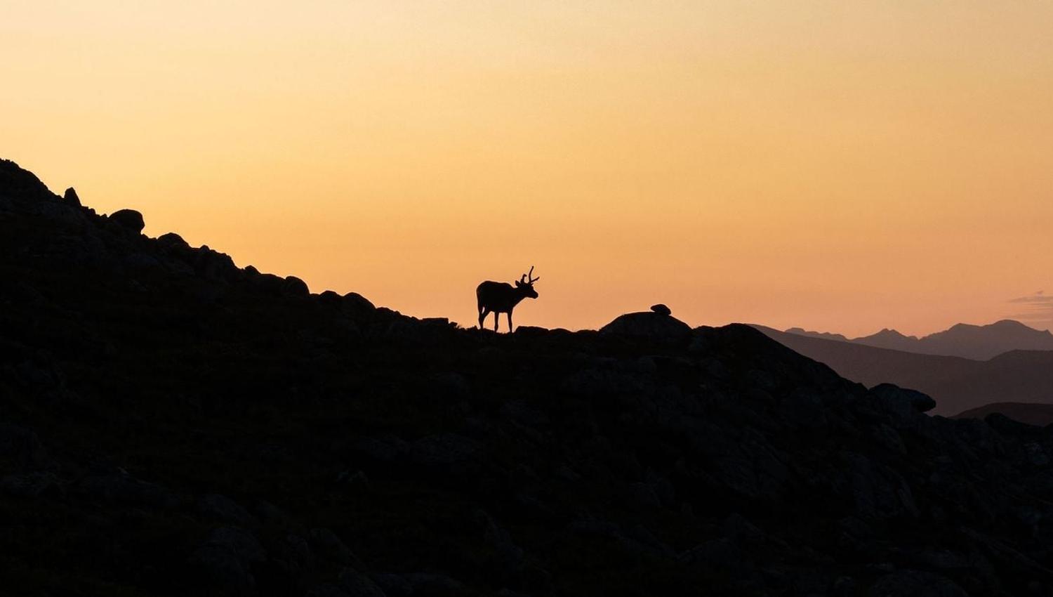 A reindeer standing with the midnight sun in the background