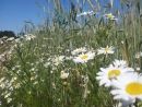 Blomster og korn
