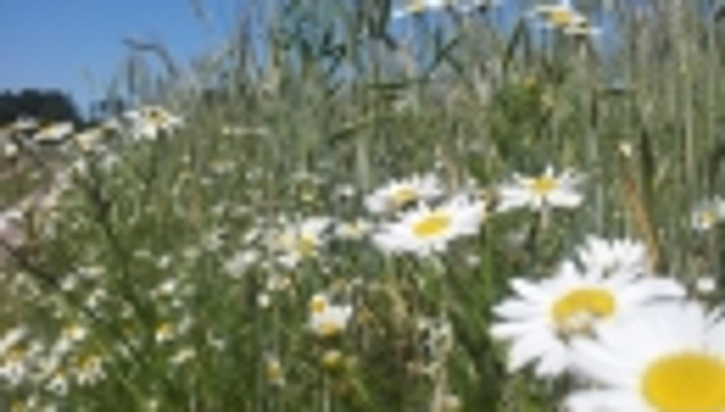 Blomster og korn