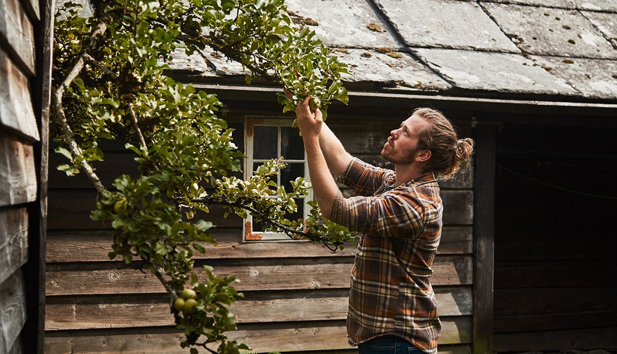 The cider farmer taking care of the apple trees 