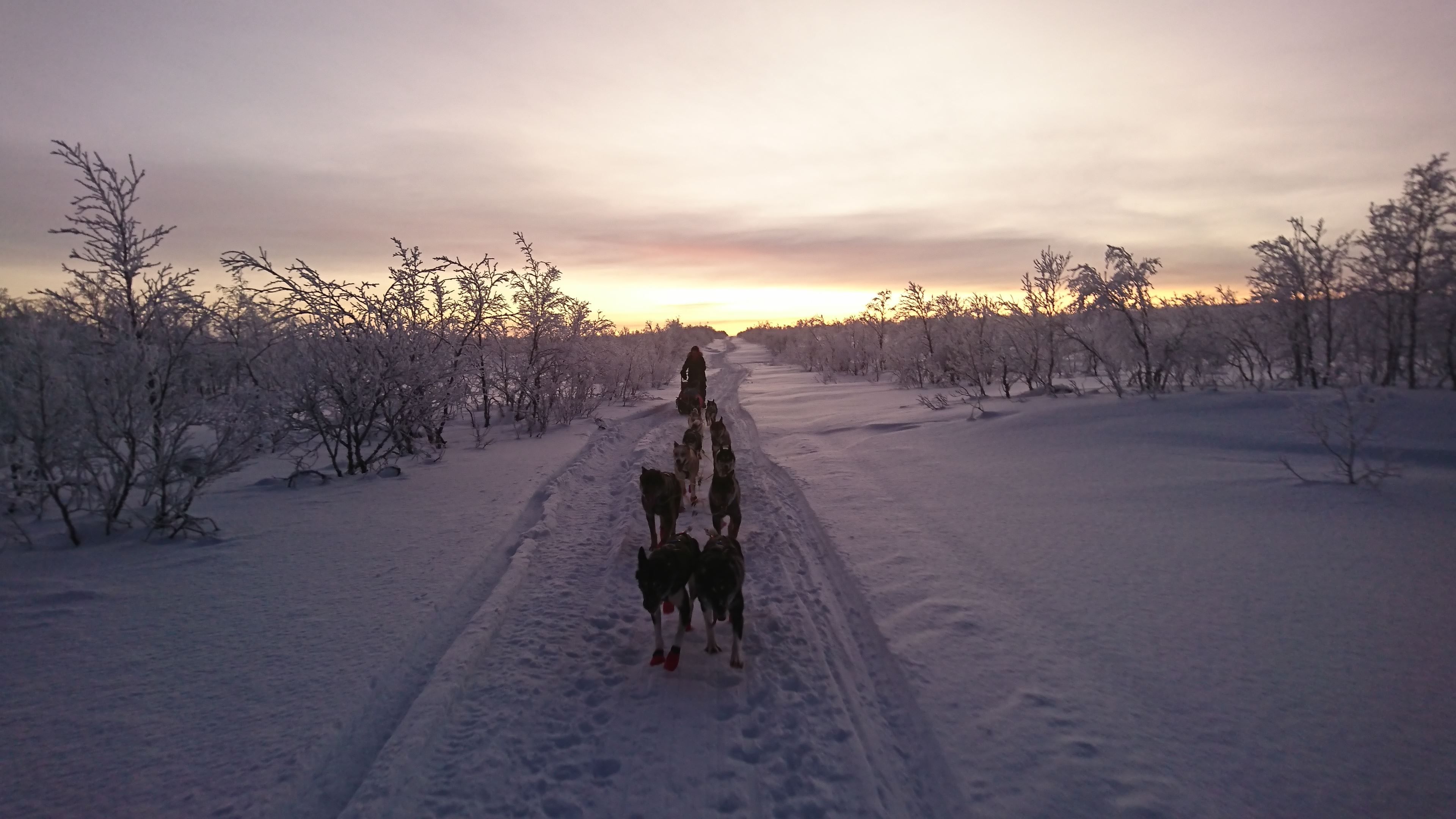 View from the sled